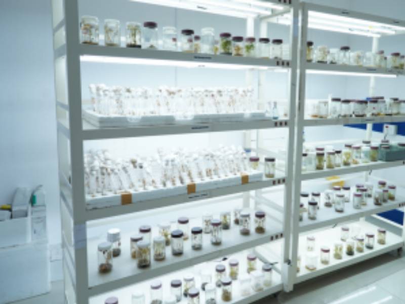 Plant Biotechnology Lab